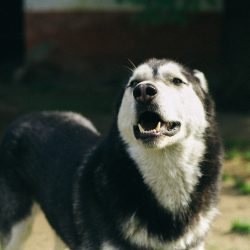 bélyegkép Hodor örökbefogadható kutyáról