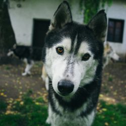 bélyegkép Kodi örökbefogadható kutyáról
